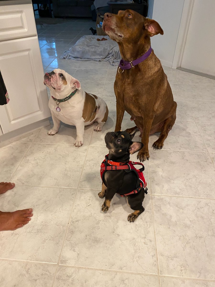 carollous's tweet photo. @catturd2 The gang https://t.co/CVGO9vV690