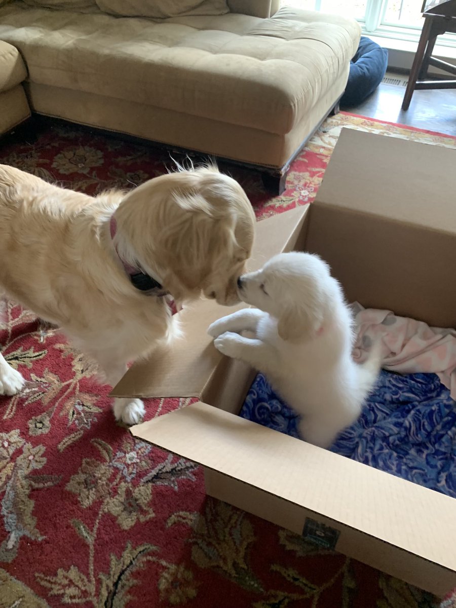 davidbarthel1's tweet image. Welcome to the family Scout!  8 hours in and we have best friends and zero accidents!