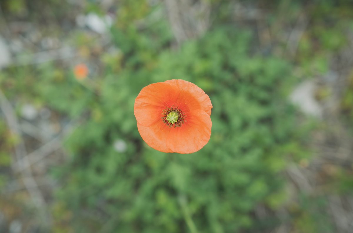 suke_nap's tweet photo. 2022.4.1（47日目）
新年度。いい年になりますように。

#写真 #日記 #ポピー #flower https://t.co/CNLeDkzSYF
