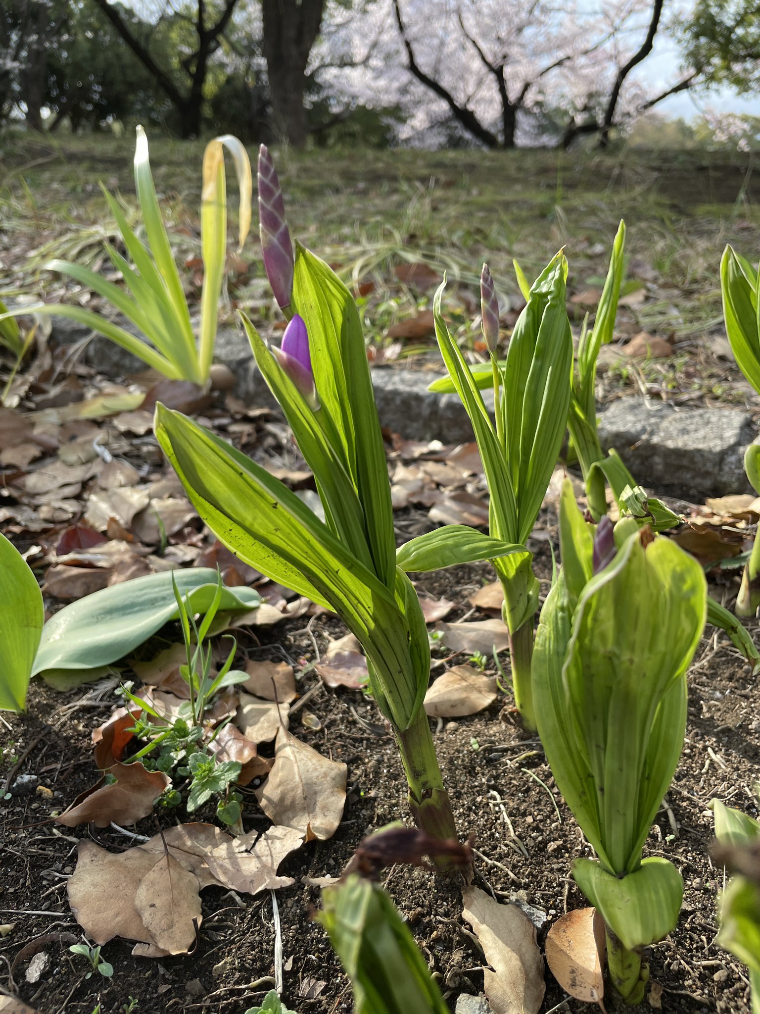 ヤギえんちょう 入船公園 ケヤキ花壇で シラン オミナエシ ミヤコワスレが 成長中 お花が咲くのが楽しみだね 花のある公園 多年草 T Co Rummo3sl7r Twitter