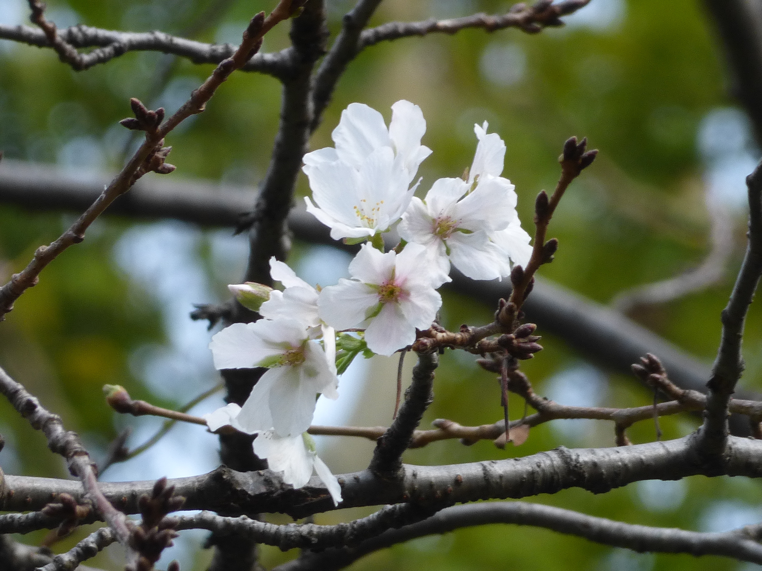 神代植物公園 ニュース Parksjindai Twitter