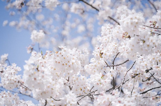 彩度高くするとエモいですが、あえて淡く薄くすると悲しい思い出みたいになるのが私は好きです🌸 