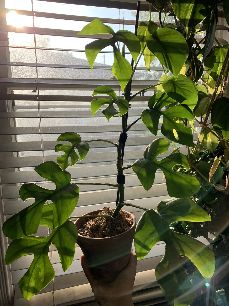 plantymike1005's tweet photo. Moving my plants around the house and I’d just thought I’d share my gorgeous Raphidophora Tetrasperma with you…! 😊😊😊 Happy Planting!!! #planttwitter #houseplants https://t.co/7g8xEI3oRi