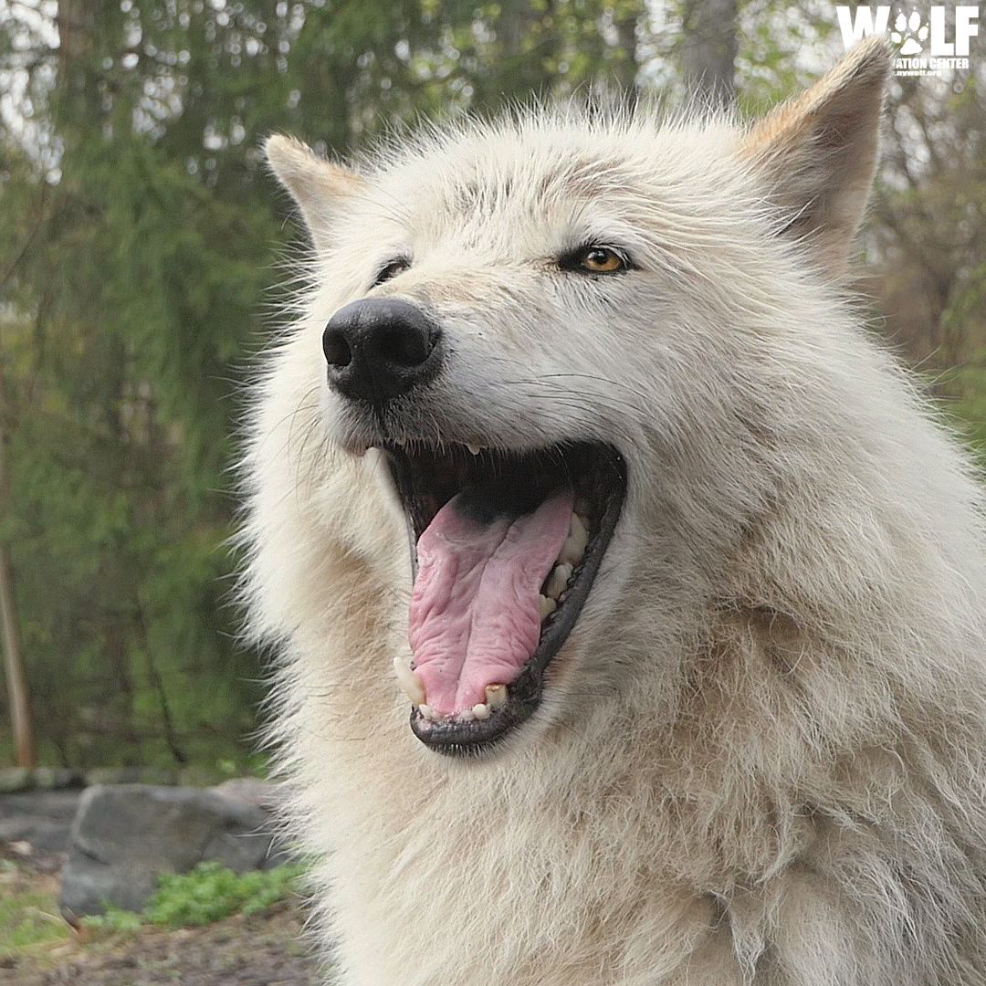 nywolforg's tweet photo. HELLO, WEEKEND! 🐺 https://t.co/C1lsNr10JR