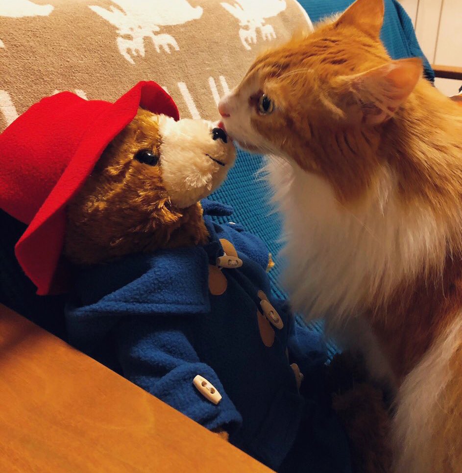 パディントン Paddingtonjapan Twitter