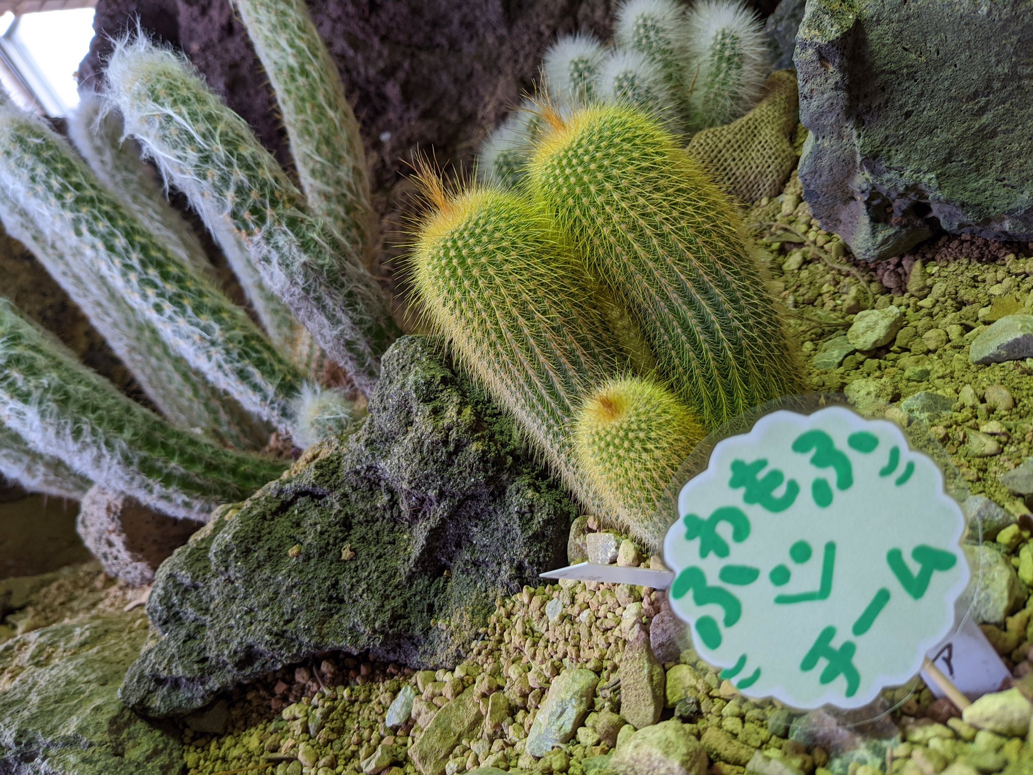 咲くやこの花館 乾燥地植物室では サボテンたちが生き残る為に工夫して進化を遂げた様子 題して サボテン たちの生き残り大作戦 を展示中です 食べられない様に または強い日差しから水分を守る為にいろんな作戦を取っていますよ また4月5日 火 より