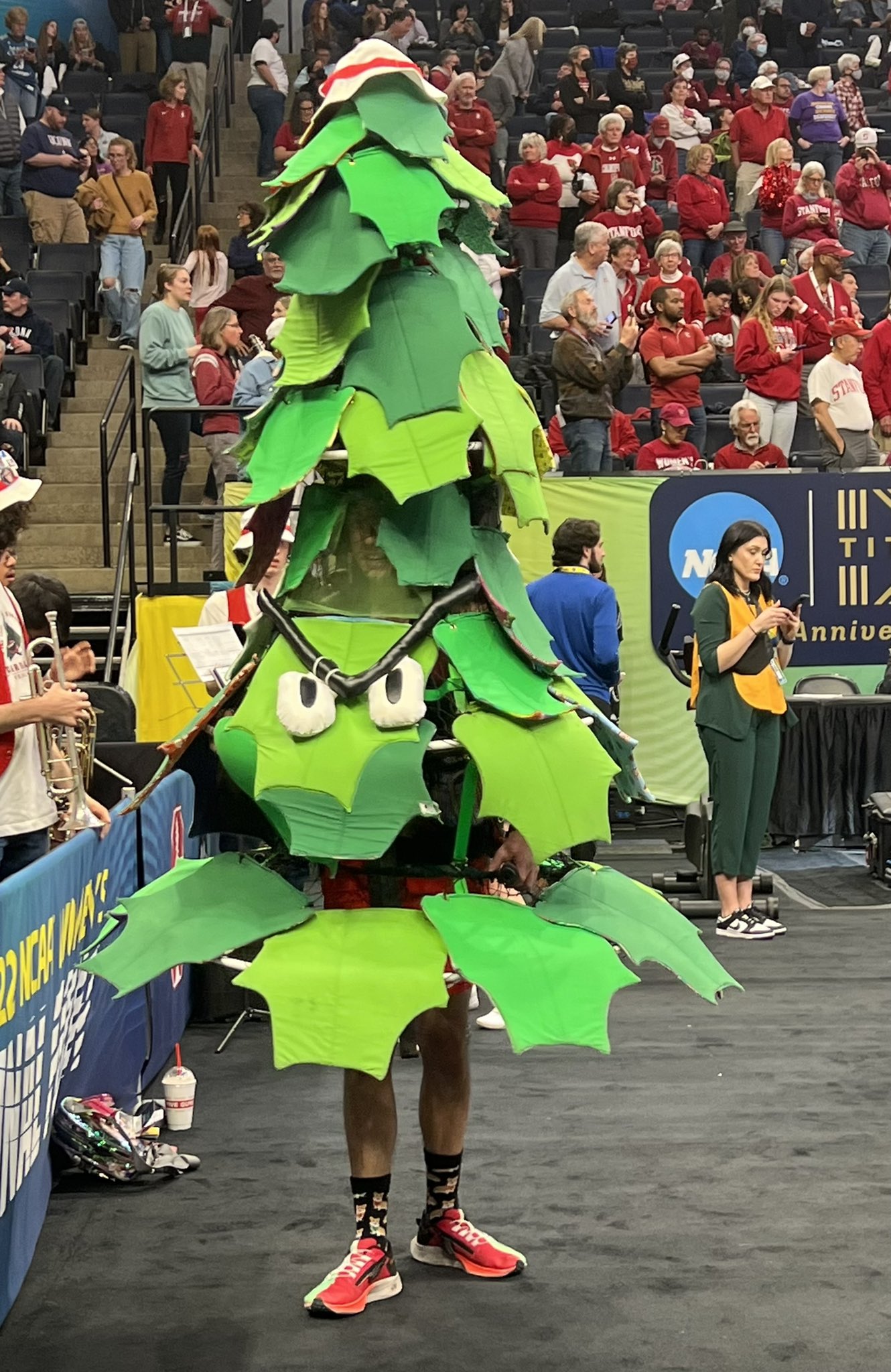 stanford tree football