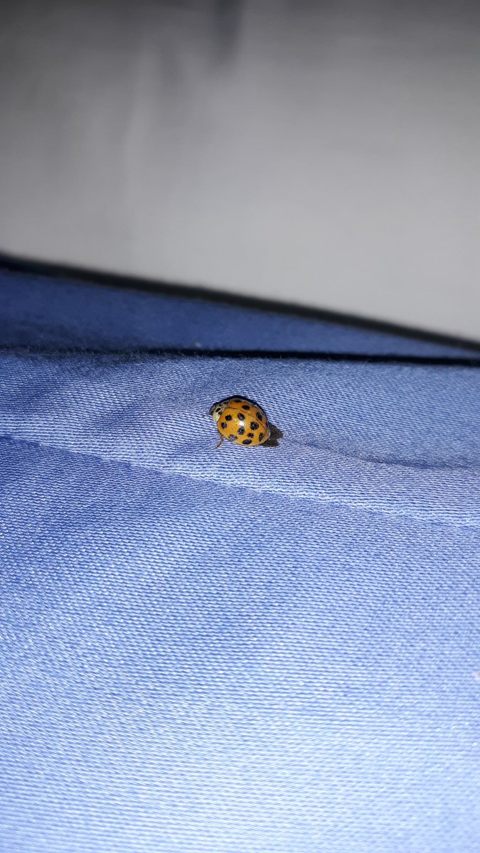 I'm staying at a B&B, and I saw this little guy on my bed! I saw 222 in the lottery numbers while the Powerball was at $222m! I also saw 0000 earlier and 333 just now! I also got to have a conversation with a lady who has the things I want to manifest! I think they're signs! https://t.co/WBprJ8Wmed