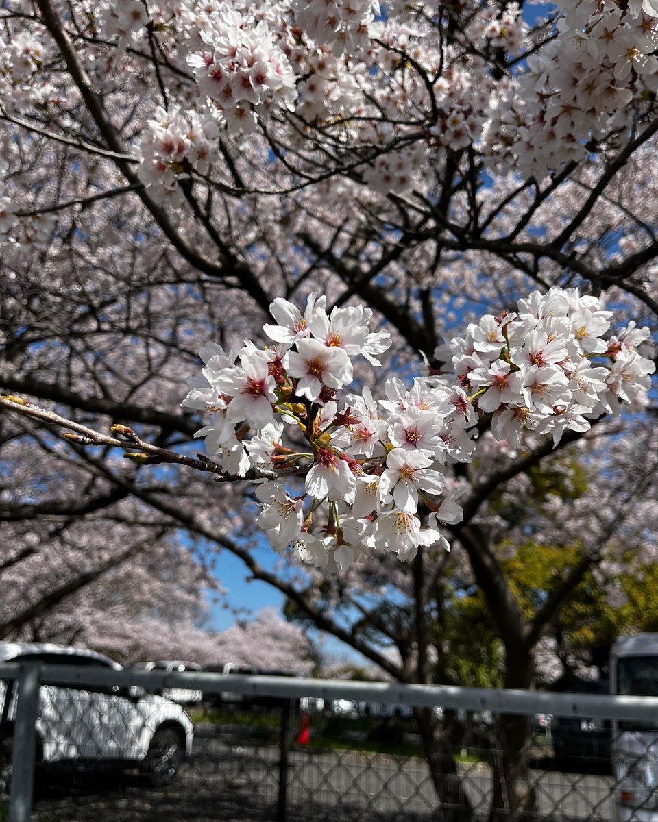 luvjp's tweet photo. 桜の季節🌸　#sakura https://t.co/9I8Lrs2SkY