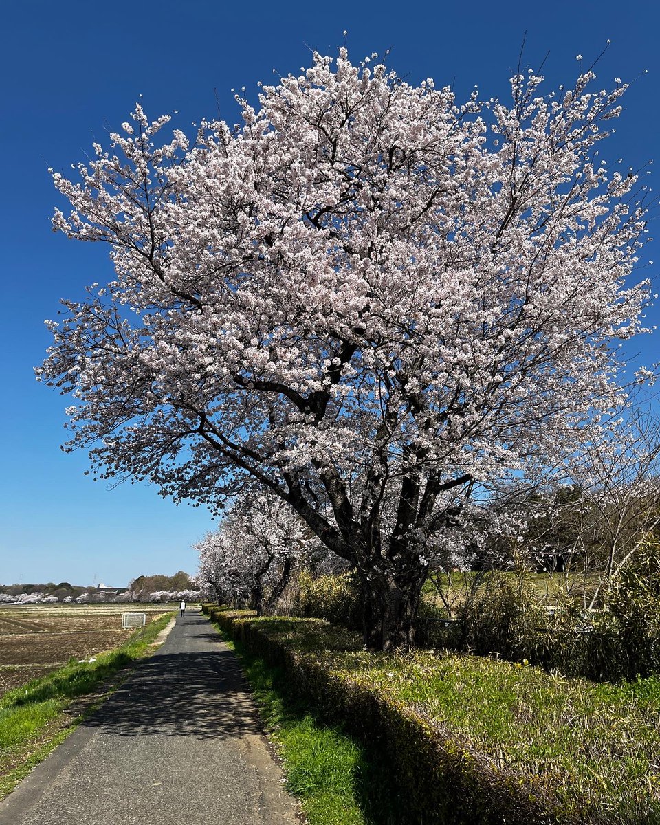 luvjp's tweet photo. 桜の季節🌸　#sakura https://t.co/9I8Lrs2SkY