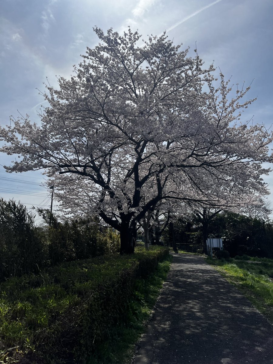 luvjp's tweet photo. 桜の季節🌸　#sakura https://t.co/9I8Lrs2SkY