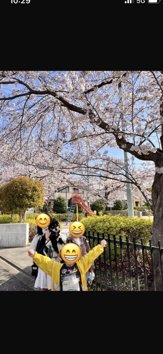 mameshibatora39's tweet photo. 桜満開🌸散歩日和🐕☀️

#豆柴
#柴犬
#まめしば
#Shiba
#豆柴好きと繋がりたい https://t.co/UkFJOpC0IF