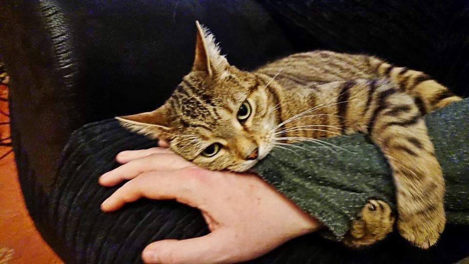 DanHitchens's tweet photo. This little fella always manages to cheers me up. Weโre #Pals4Life๐Happy #Caturday folks!๐ https://t.co/BNKV9beXOW