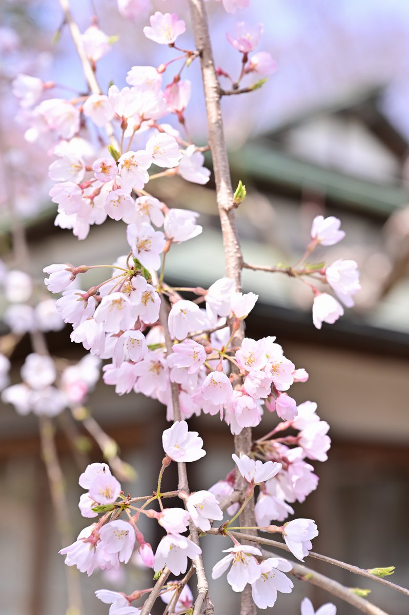 LBerrydol's tweet photo. いつも写真を撮るお宅の庭にあるしだれ桜
※既に完全に散ってしまっていますｗ
加工は縮小のみ

Z 24-70mm f/2.8 S(1～3枚目)
CONTAX Makro-Planar T*100mm F2.8 AE(4枚目)
#nikon #nikonz6 #Z6 https://t.co/sAxJ47Fh2N