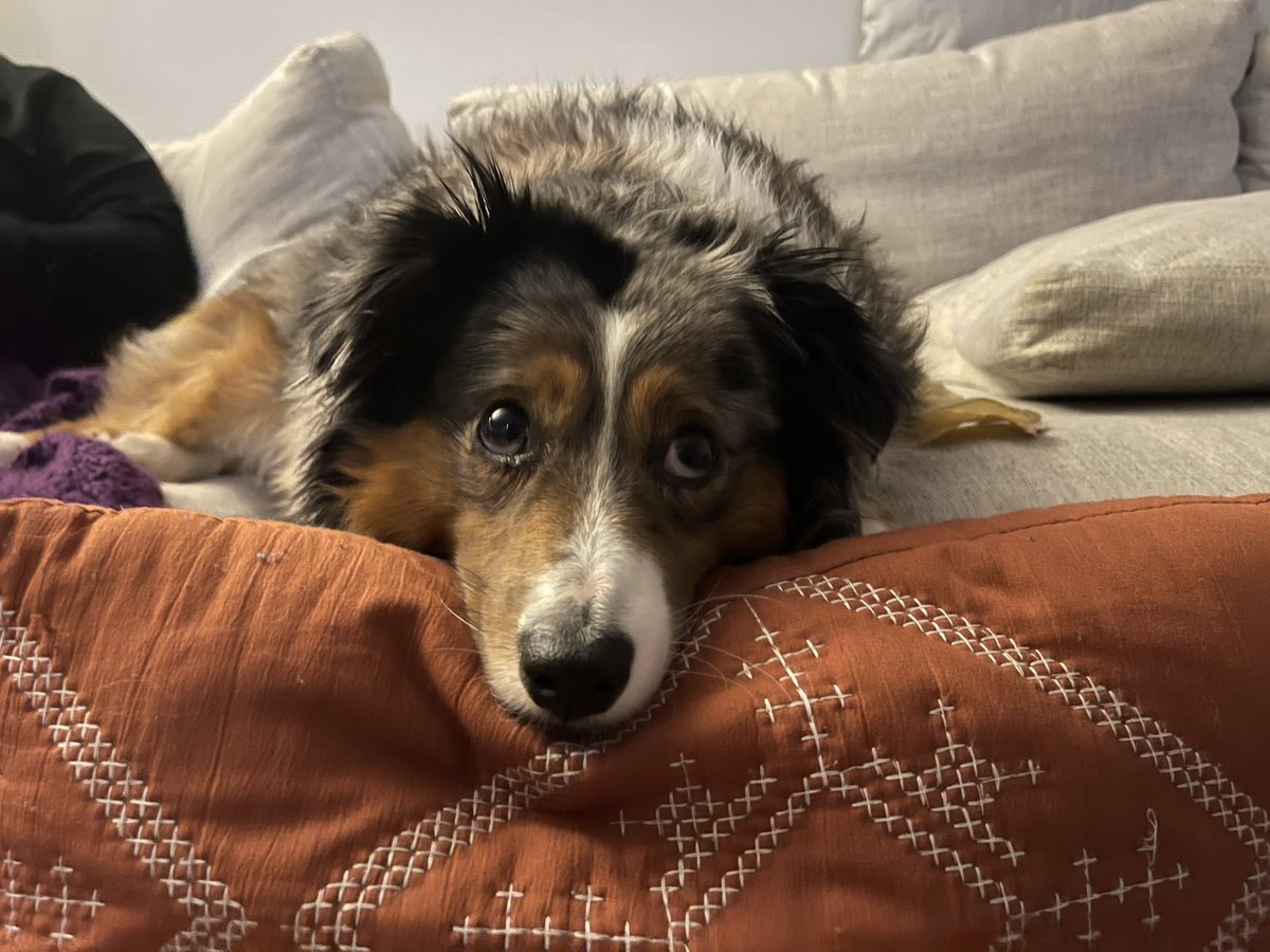 mpmurph's tweet photo. @dog_feelings The goodest boy 😍 https://t.co/4wpcmwSvZV