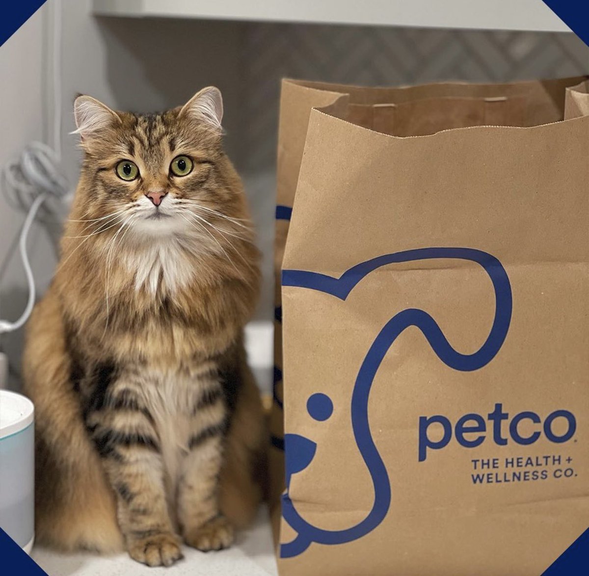 craypayapp's tweet photo. Stop the MEWsic! 🐾 This announcement has real PET-tential! @petco is now in the app! Earn instant cashback on all your furry friend’s needs!🐾📲 🐶 🐈 🐦 https://t.co/WqAzua8vwd