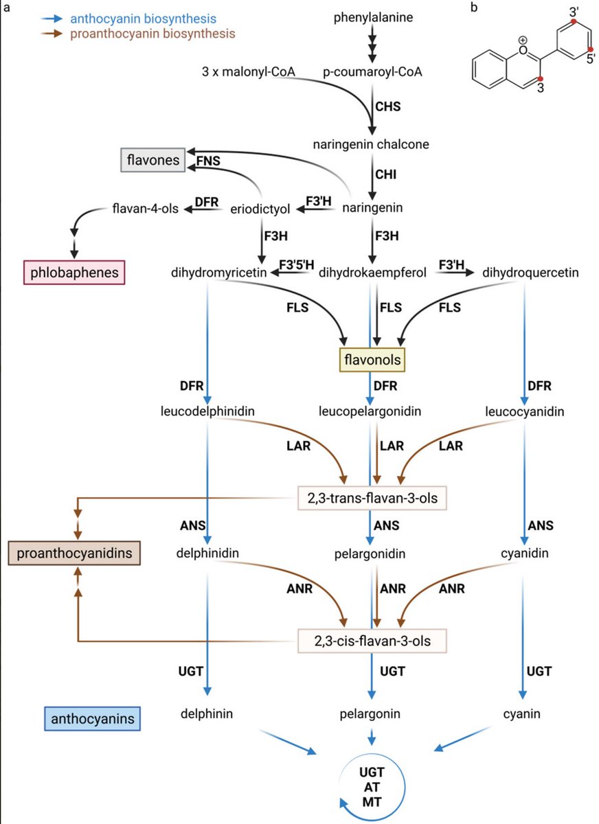 MiningGenome's tweet photo. Biochemistry and Molecular Basis of Intracellular Flavonoid Transport in Plants
https://t.co/jw7amrDqAu
#CellBiology #PlantScience #SciComm #OpenAccess #OpenScience #PlantTwitter #PlantBased #ScienceTwitter #AcademicChatter #PhdChat #PhdLife #BioTech #BioChem #ScienceOfNature https://t.co/6SChx7A1pc