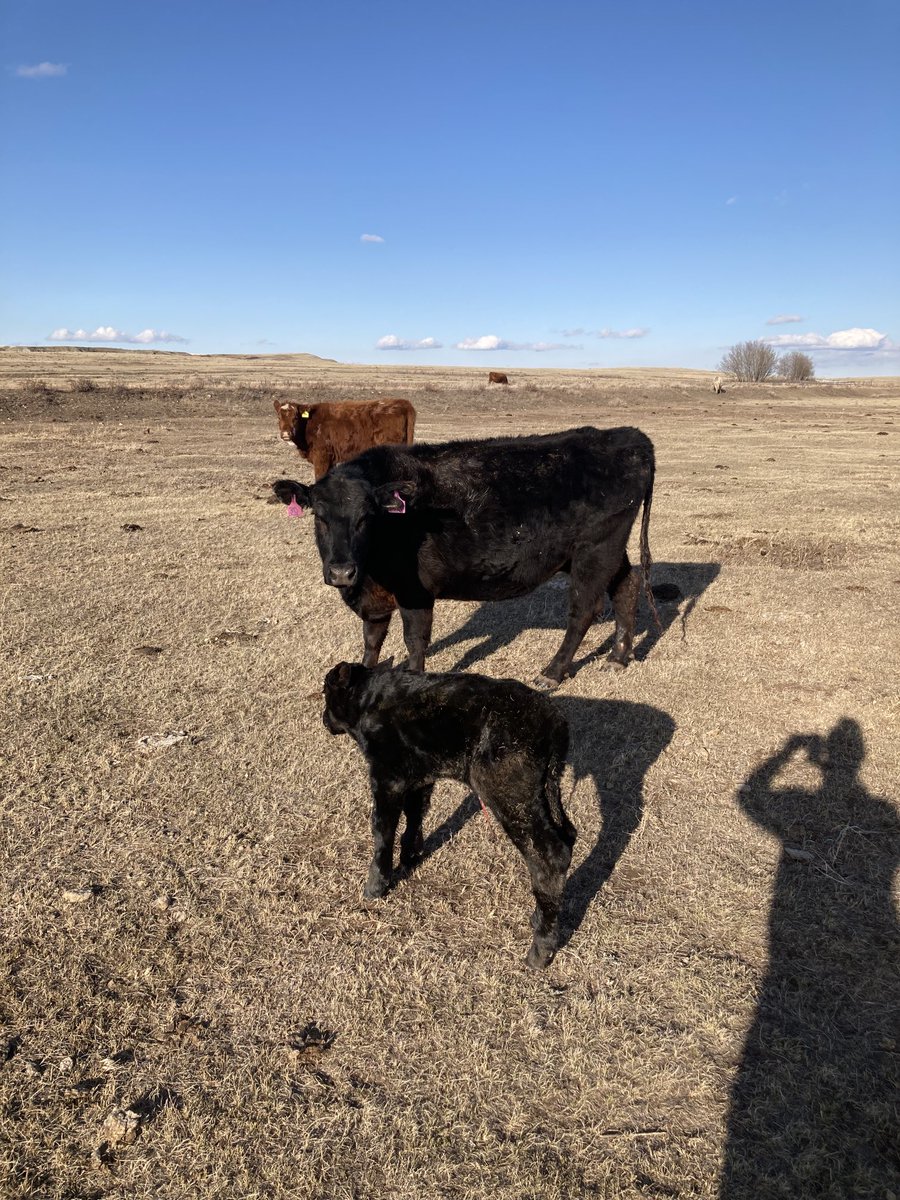 First calf of the year.