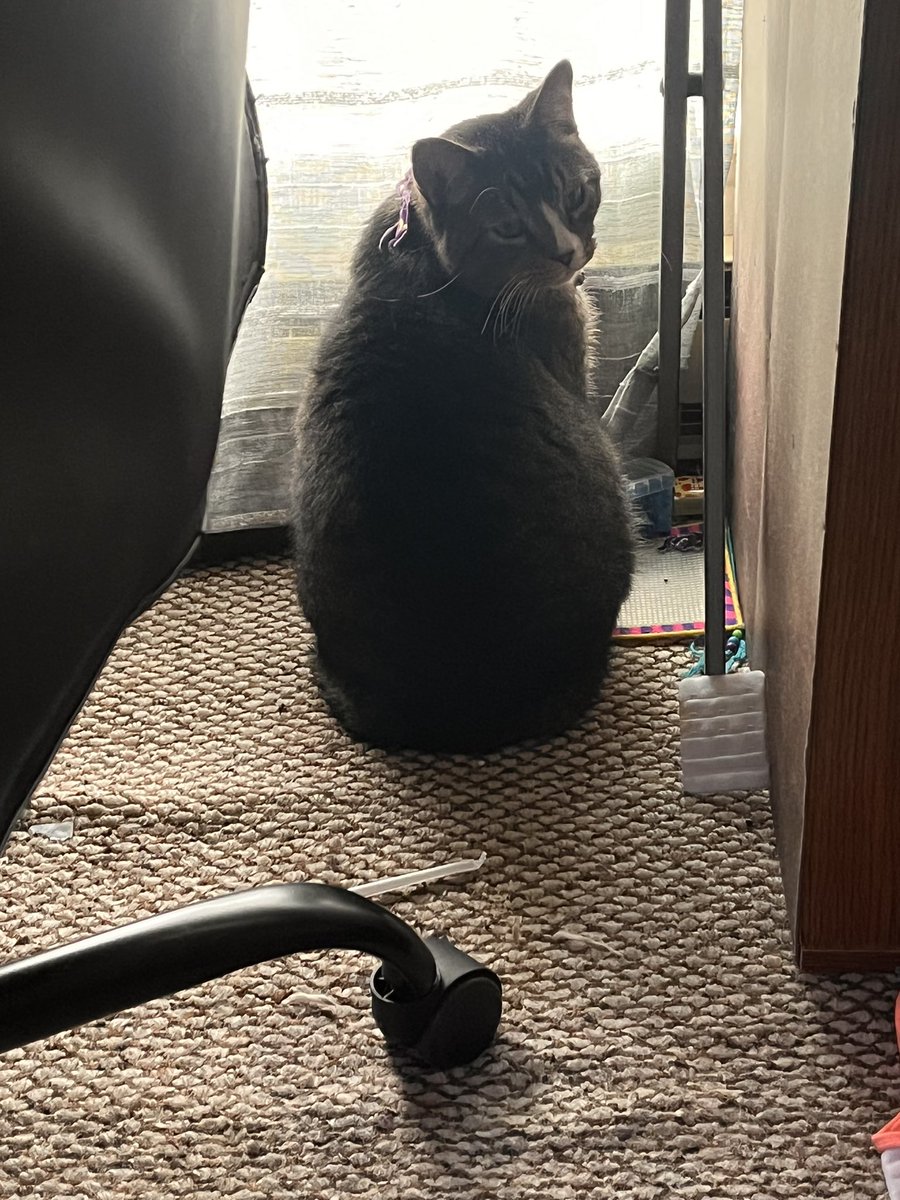 TeamFreeCats's tweet photo. Cas-cat wants to know who’s looking at him?? https://t.co/88EfgQbsMH