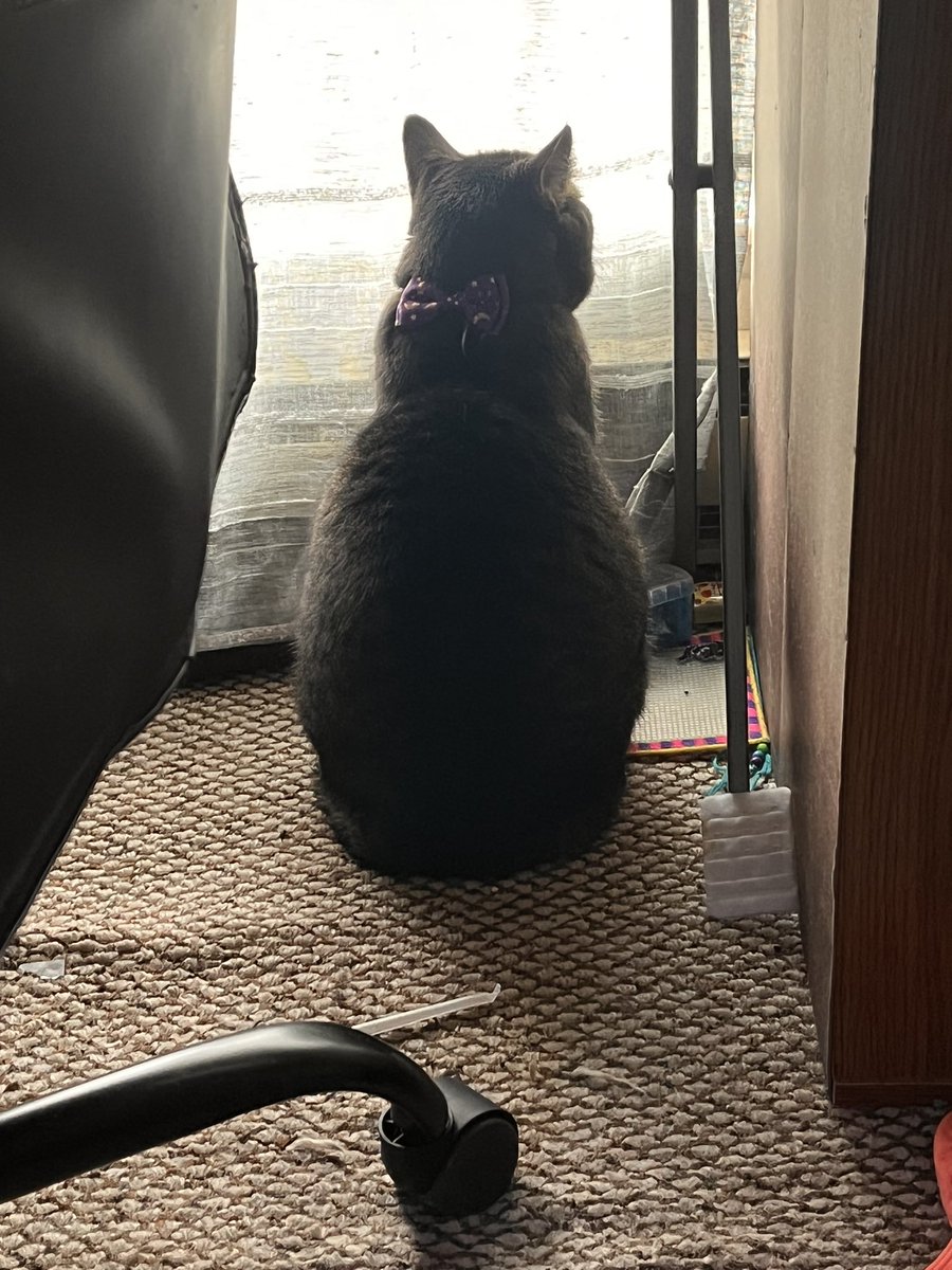 TeamFreeCats's tweet photo. Cas-cat wants to know who’s looking at him?? https://t.co/88EfgQbsMH