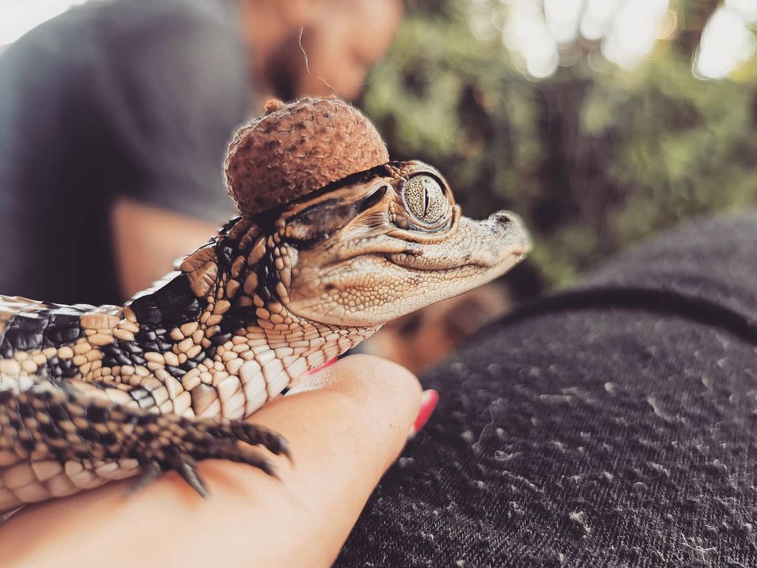 GatorsDaily's tweet photo. acorn hat for today https://t.co/wEh1RFLC8D