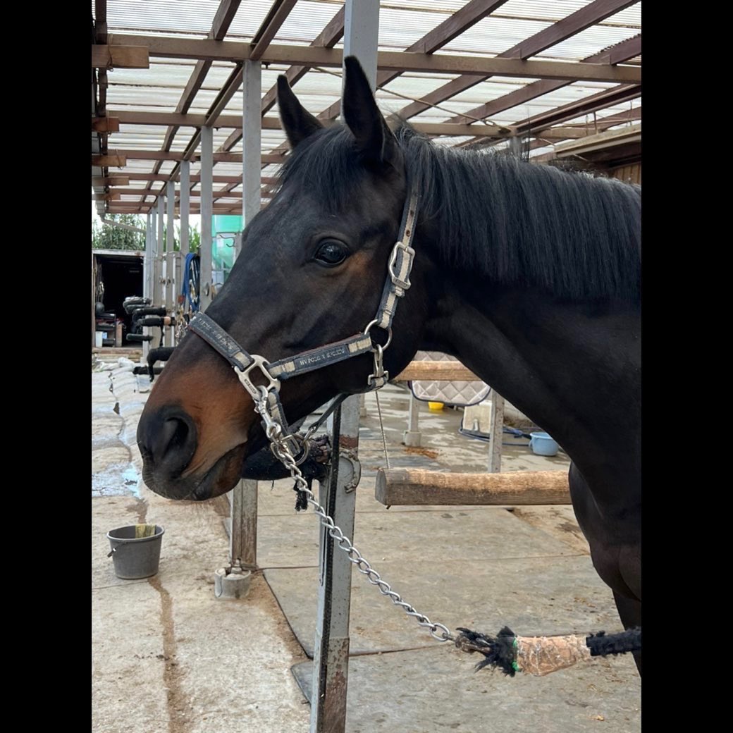 horsmartcom's tweet photo. 【4月オークション上場馬】
馬名:キングパール
年齢:10歳
性別:セン
品種:サラブレッド
紹介ページ:https://t.co/O6jXw9WtwW
#馬 #売り馬 #horse #horsesale #乗馬 #馬術 #horsmart #ホースマート https://t.co/5pY2Be6ba3