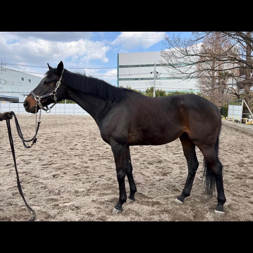 horsmartcom's tweet photo. 【4月オークション上場馬】
馬名:キングパール
年齢:10歳
性別:セン
品種:サラブレッド
紹介ページ:https://t.co/O6jXw9WtwW
#馬 #売り馬 #horse #horsesale #乗馬 #馬術 #horsmart #ホースマート https://t.co/5pY2Be6ba3