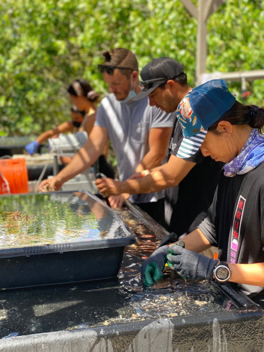 Coral Resilience Lab tweet media