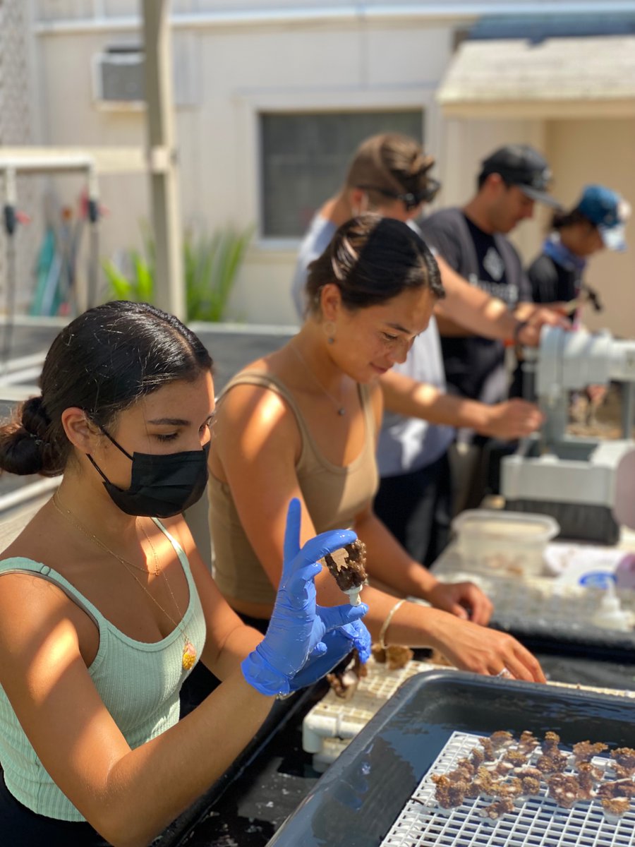 Coral Resilience Lab tweet media