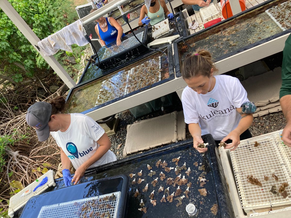 Coral Resilience Lab tweet media