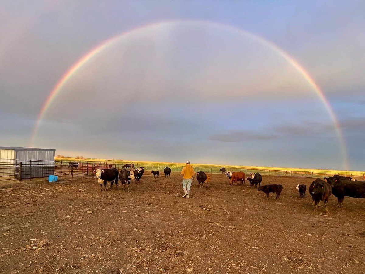 onlyottfarms's tweet photo. April showers bring May flowers… and calves, and planting, and a step closer to summer. 
•
•
•
#calves #cattleranch #farm #rainbow #nebraksa https://t.co/8J6xp0Fqbe
