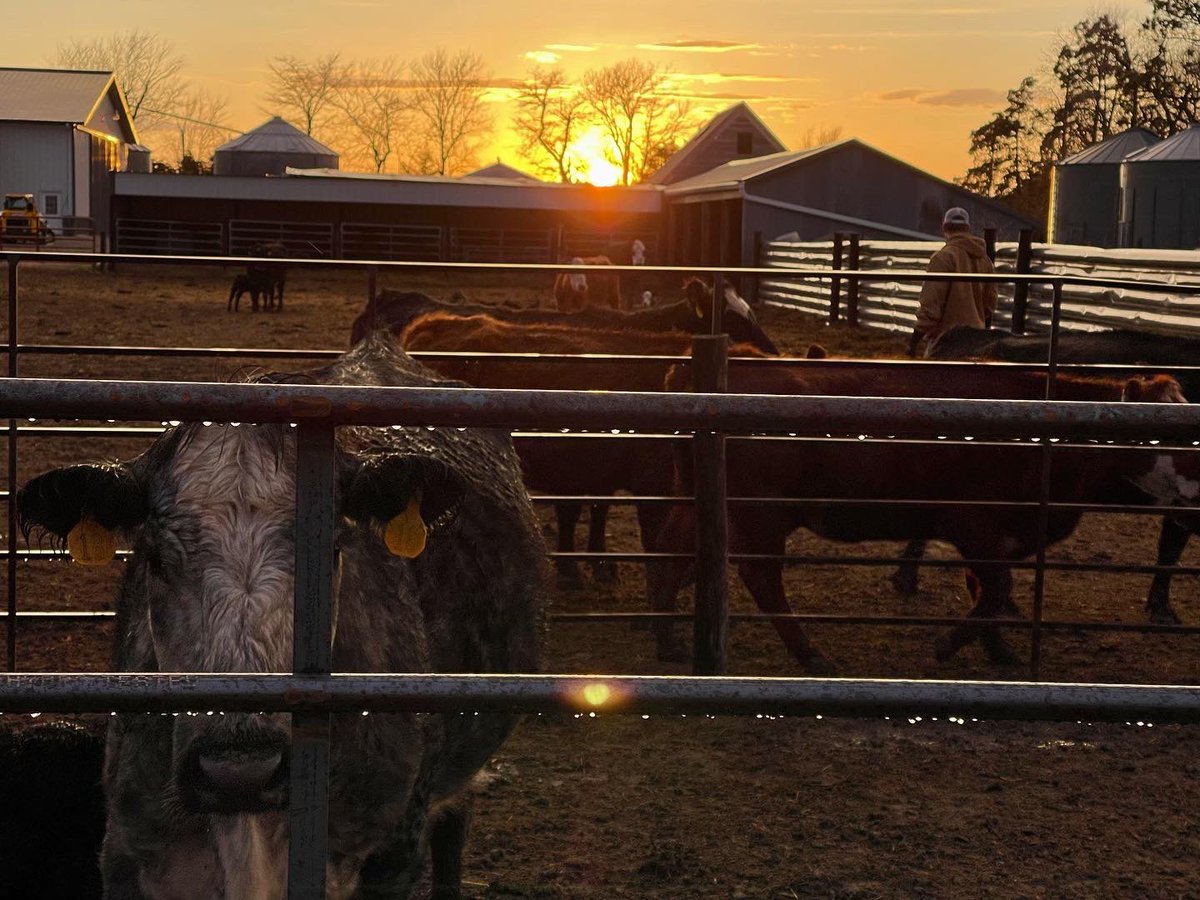 onlyottfarms's tweet photo. April showers bring May flowers… and calves, and planting, and a step closer to summer. 
•
•
•
#calves #cattleranch #farm #rainbow #nebraksa https://t.co/8J6xp0Fqbe