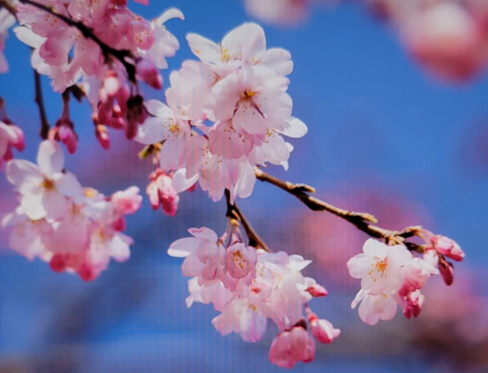 桜梅桃李 Twitter Search Twitter