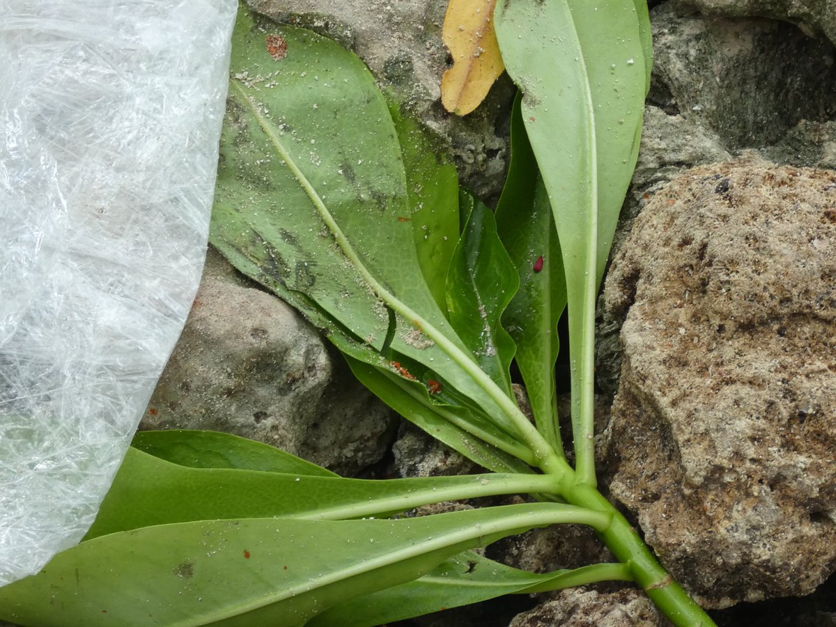 ginakekea's tweet photo. Scaevola taccada, also known as beach cabbage and sea lettuce most commonly used by #SolomonIslanders to treat COVID-19 like symptoms. Not scientifically proven nor clarified for medicinal use but widely testified in country where many people lack  access to basic health services https://t.co/Z2GHmjZigt