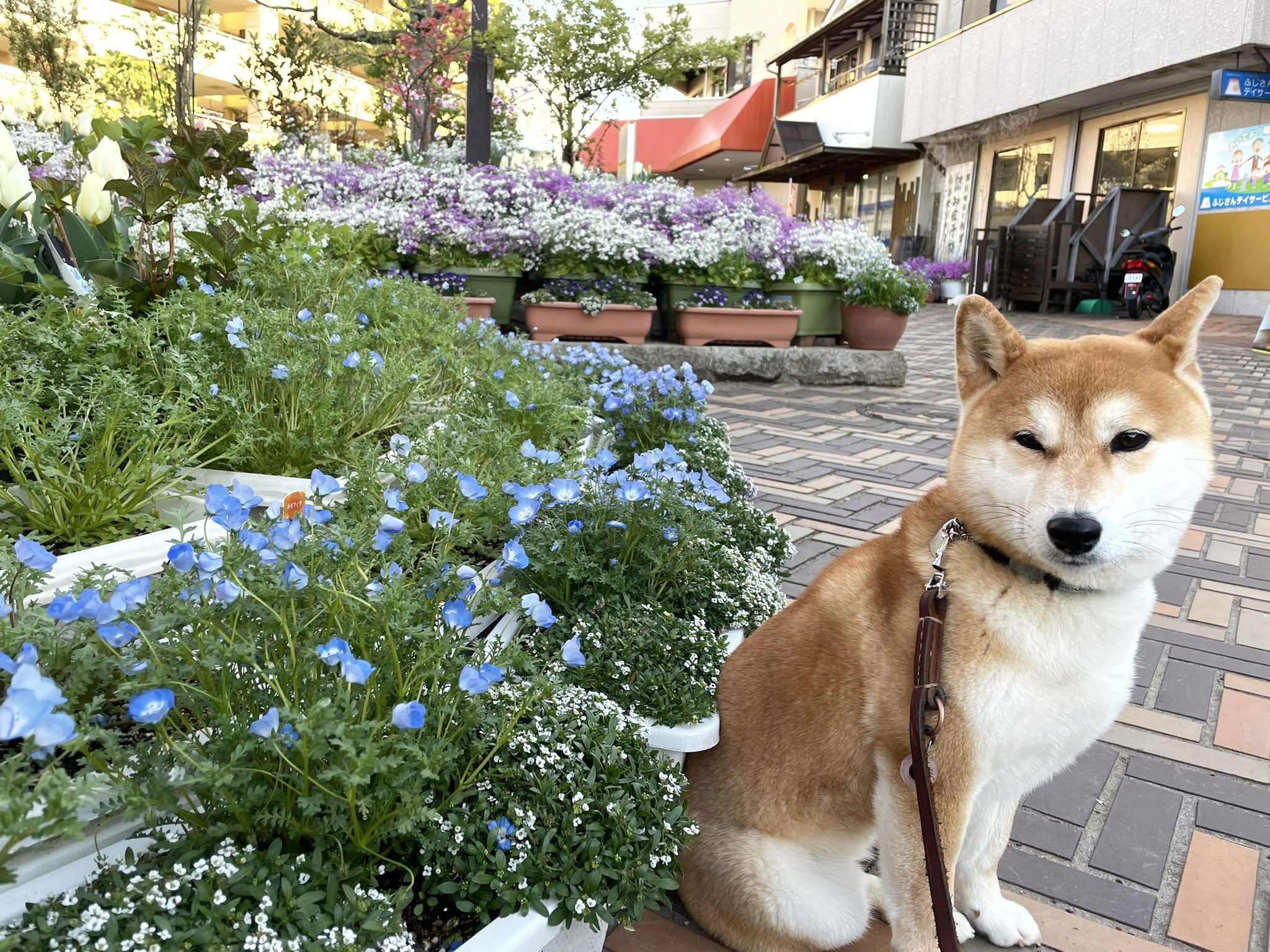 笑わない犬 Twitter Search Twitter