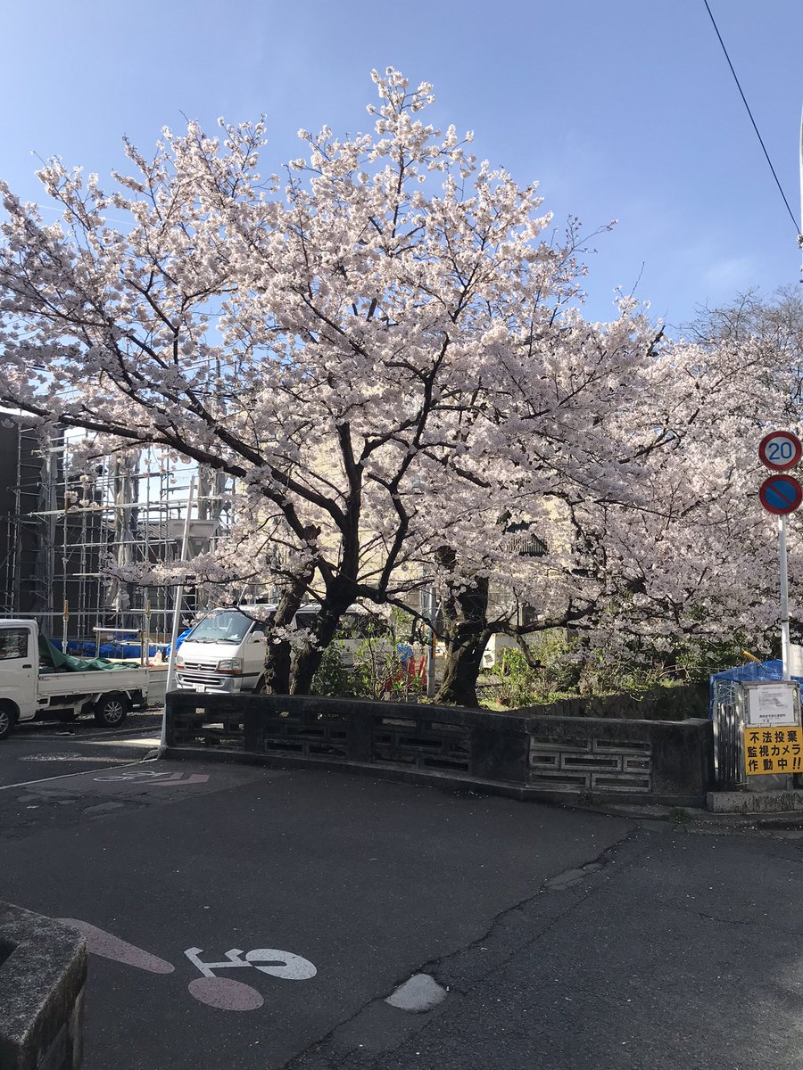 yokaisoho's tweet photo. It could be the last year that we see these trees. Kyoto City plan to cut them because they want to “clean” the area! What’s better than old trees? #kyoto #京都市 https://t.co/ovKdw8REhG