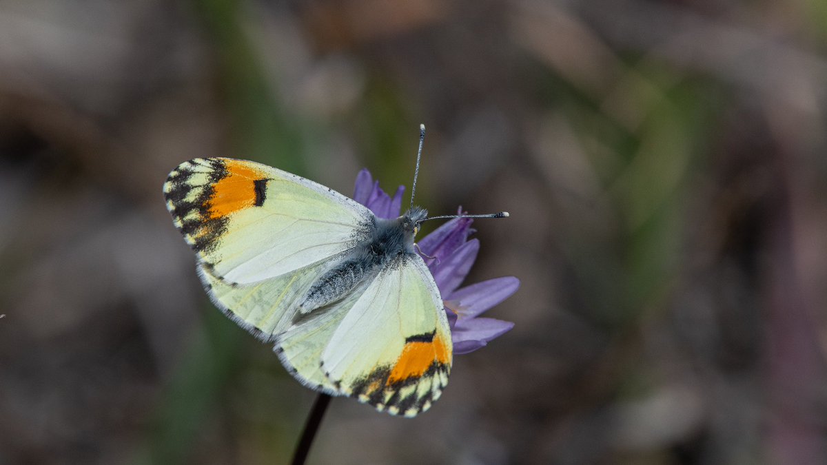 春

Anthocharis sara
Orange Co. 2022.3