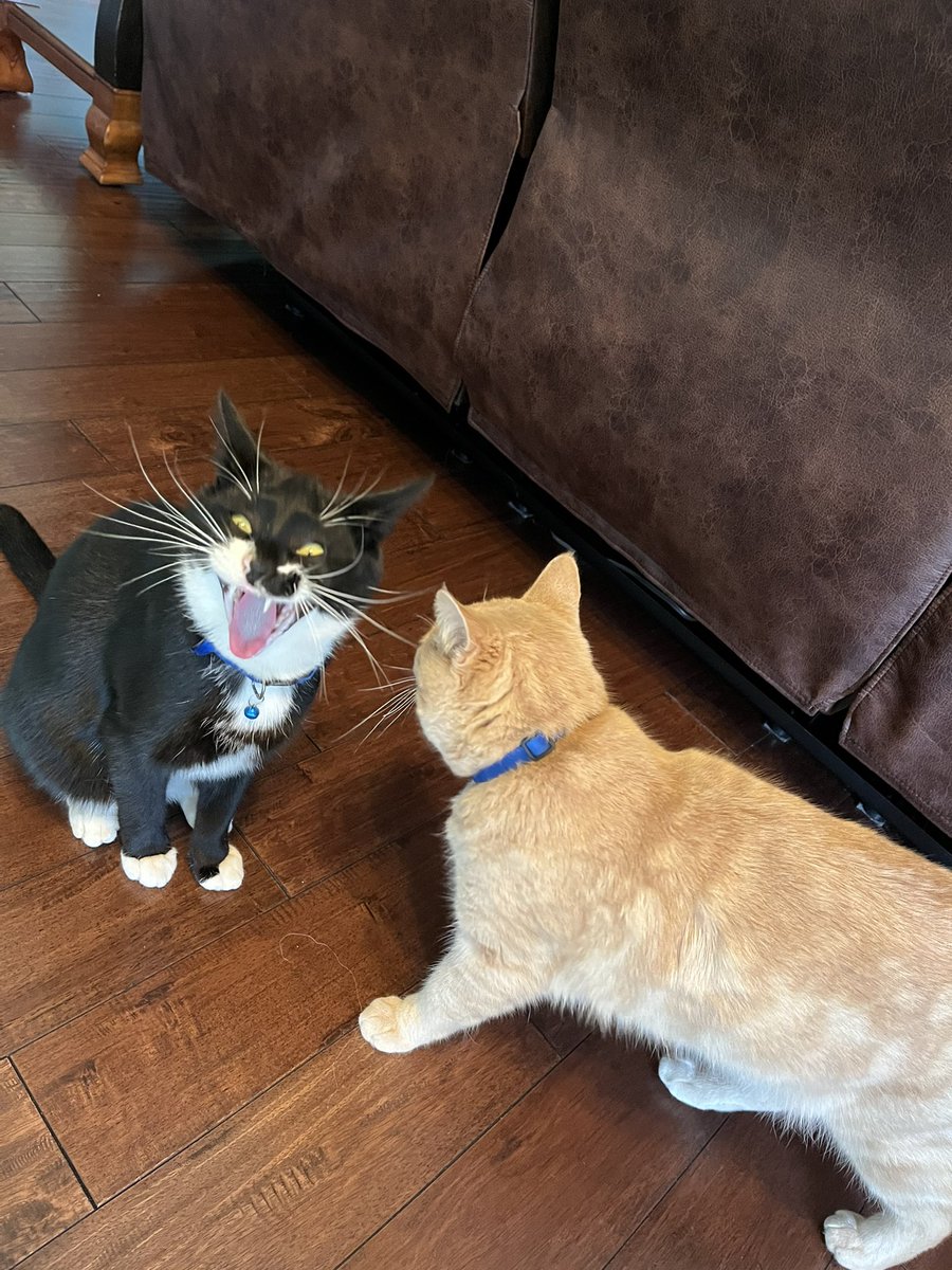 Derp