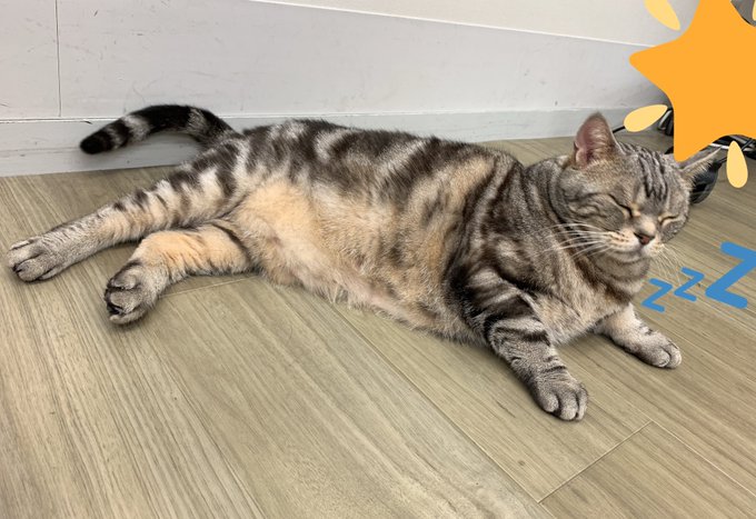 大岩家の愛猫ビビ 大型新ニャンの豆太郎も登場 警視庁 捜査一課長 シーズン6 4 14 木 スタート ねこねこnews