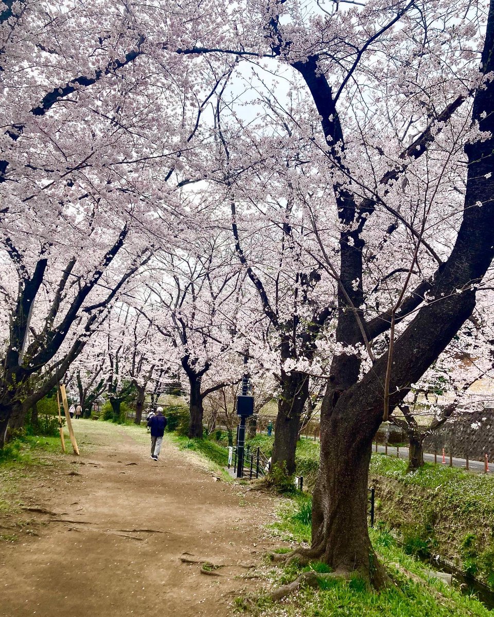 ctheron97's tweet photo. そろそろ桜も終わりかなぁ。
次はひまわり🌻畑に行きたいなぁ😅
#引地川
#千本桜 https://t.co/YbnlZgpYC7