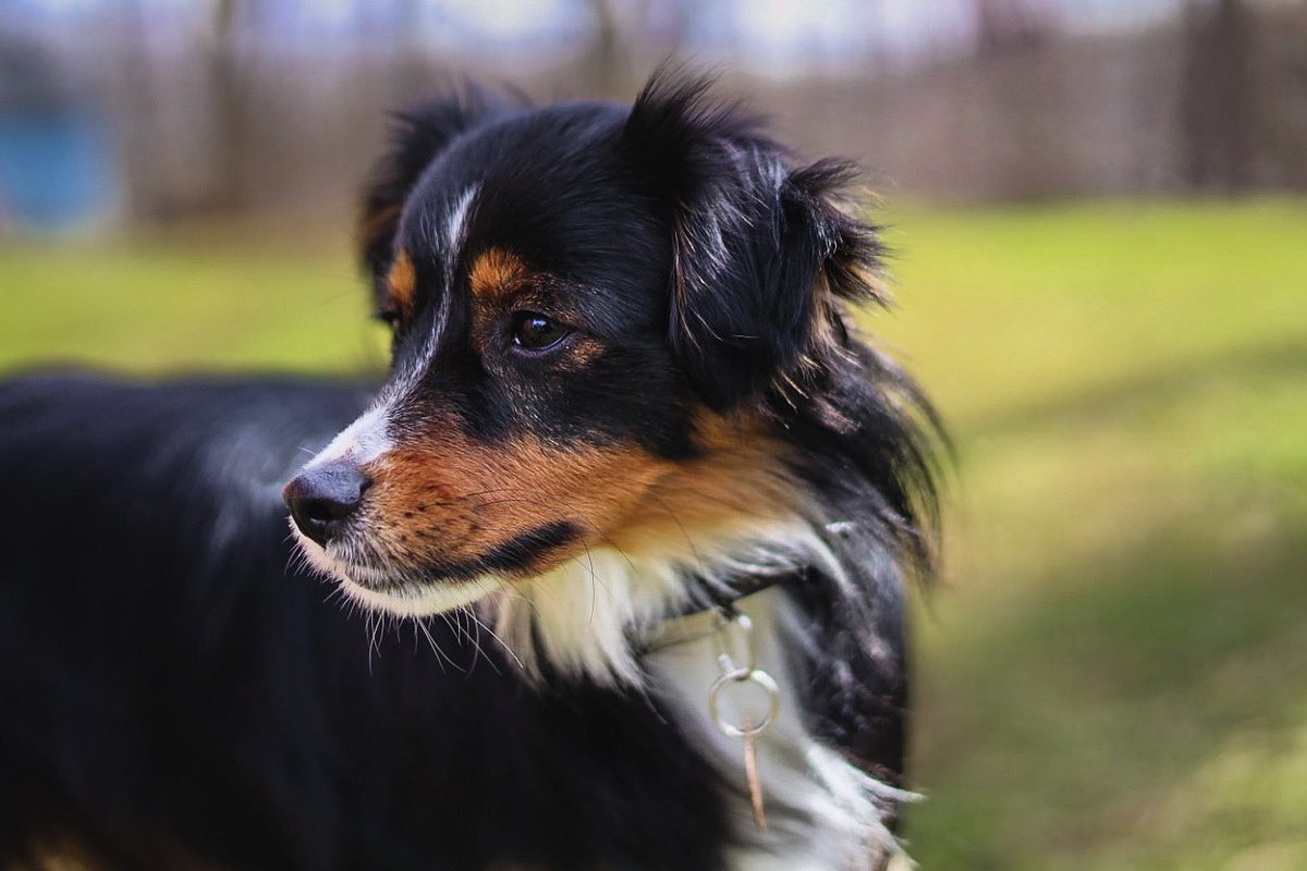 Hi Twitter, it’s been a minute 
#twitterdog #twitterdogcommunity #dogsontwitter #dogtweets #hitwitter #WhatsGoingOn #dogsoftwitter #puppylove