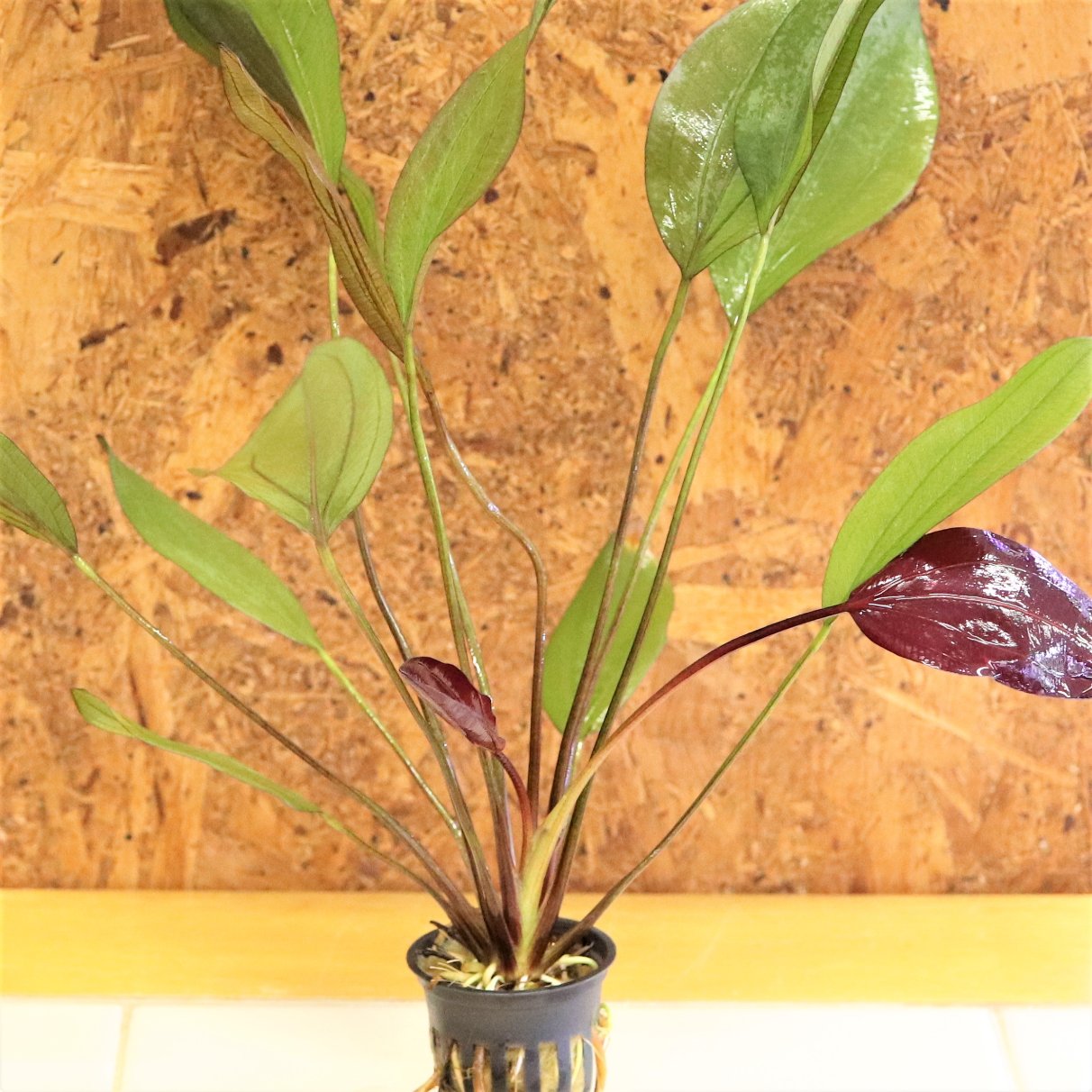 Tweets With Replies By Waterplantslover Waterplantslov1 Twitter