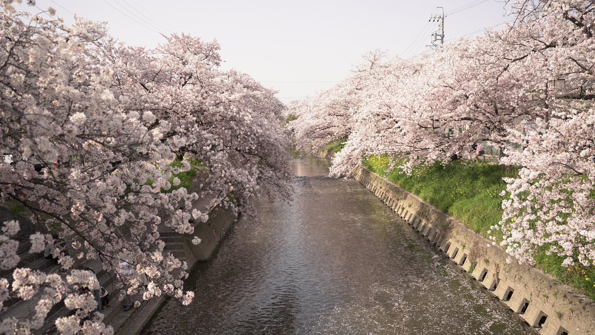 SLEEPENTONLINE's tweet photo. 桜満開🌸
あまりにも綺麗だったので思わずパシャリ📸
皆様に良い睡眠を💤🛌
#桜 #桜満開 #睡眠 https://t.co/HRDyT9oF2a