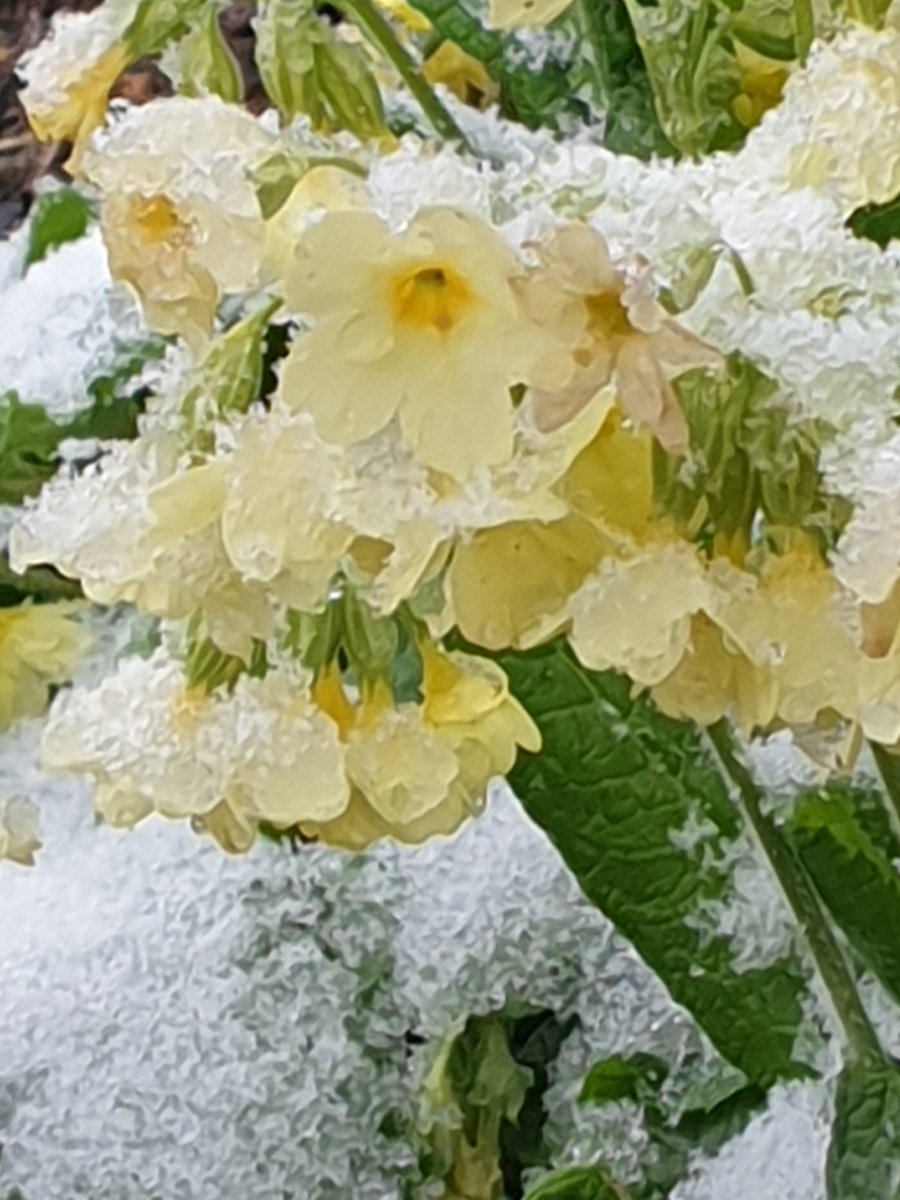 AddedGreen's tweet photo. Das war natürlich keine Märzenglocke, sondern eine #Dahlie aus dem letzten #Sommer. Auch bei uns hatte der Schnee Einzug gehalten und das Schlüsselblümchen eingefroren.
Und wir #Konzentrieren uns jetzt auf den #Frühling.
#Konzentration mit #peakFocus
https://t.co/uqakZK6sxC https://t.co/TBFi0ykhxO
