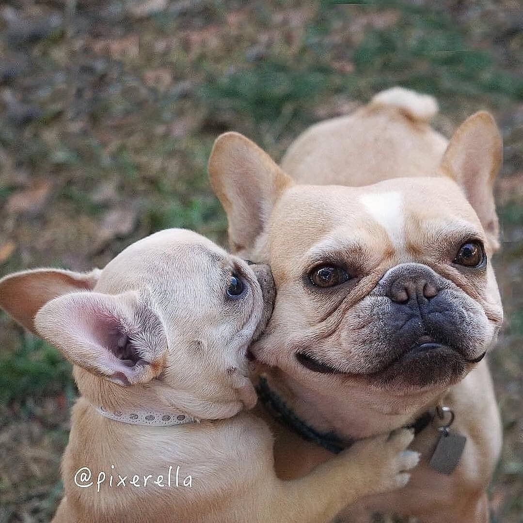 💕
#frenchbulldog