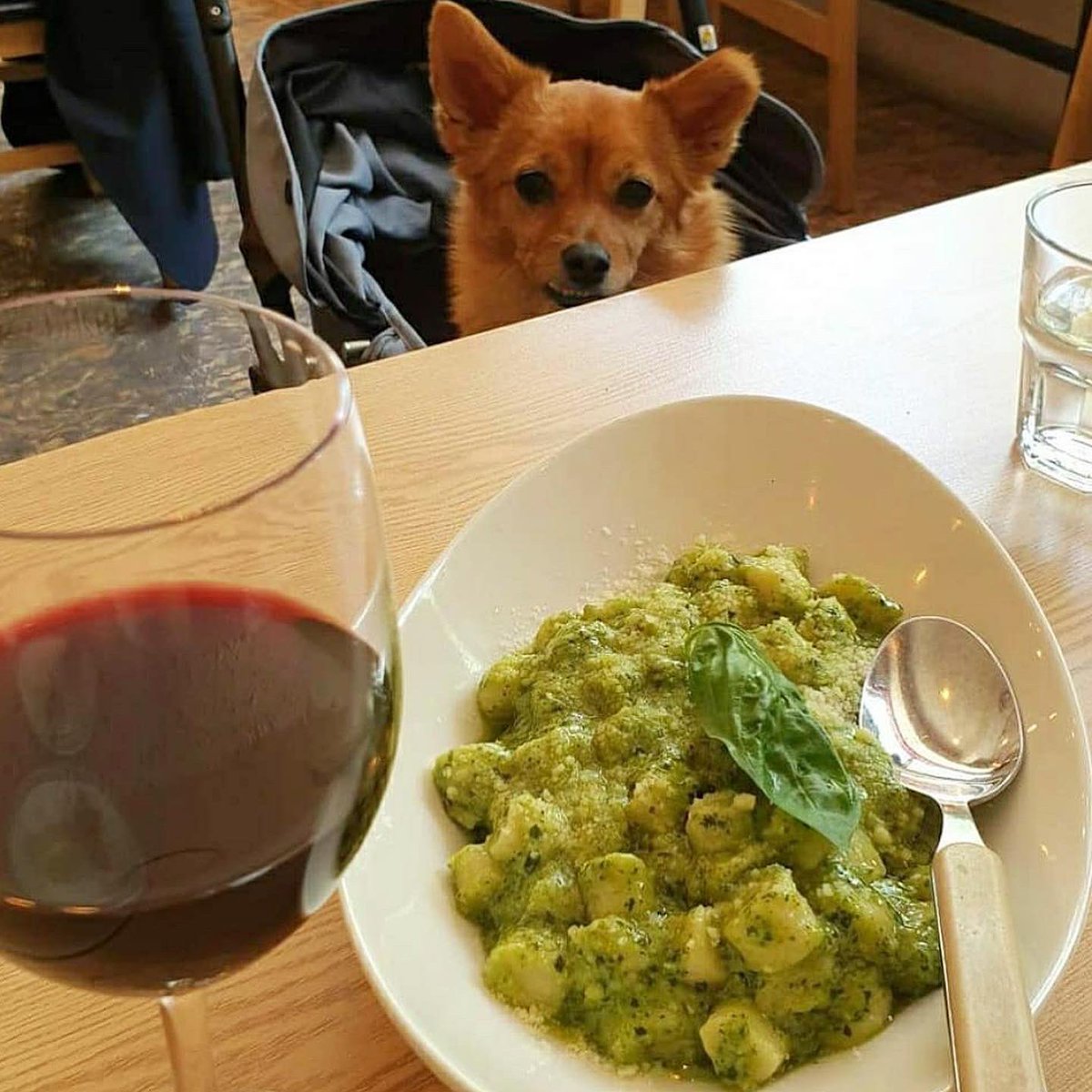 PasteDolcissimo's tweet photo. Nadie:
El firulais: me das de tu promo de gnocchi al pesto de dolci🥺 https://t.co/DqDn1ys5TV