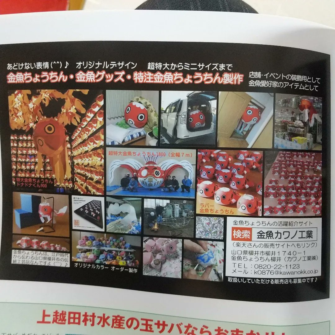 kakun0jp's tweet image. 月刊アクアライフ増刊号「きんぎょ生活no.8」に特大金魚ちょうちん ドナドナくん 掲載🥰🥰🥰 #ラバー金魚ちょうちん   #きんぎょ生活 #月刊アクアライフ #ドナドナくん #金魚ちょうちん #金魚好きさんと繋がりたい