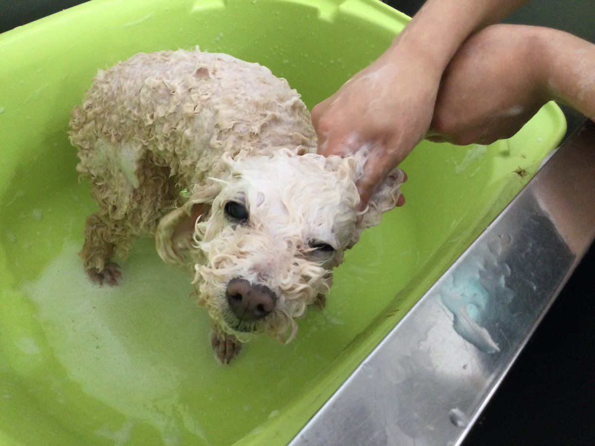 おかゆい所はございませんか？

 #ケンネルスクール
#トリミングスクール #独立開業 #社会人スクール #転職 #トリマーで副業 #開講1986年 #カット犬 #1人一頭 #ペットカットからショークリップまで #ペットショップ #オリジナルカット