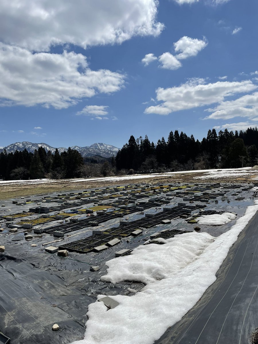 mossymossyjapan's tweet photo. とけたー!
All been melted away… Almost!
#spring #snowmelted #mossfield #ゆきどけ #春がきた https://t.co/HuJRJuQYPs