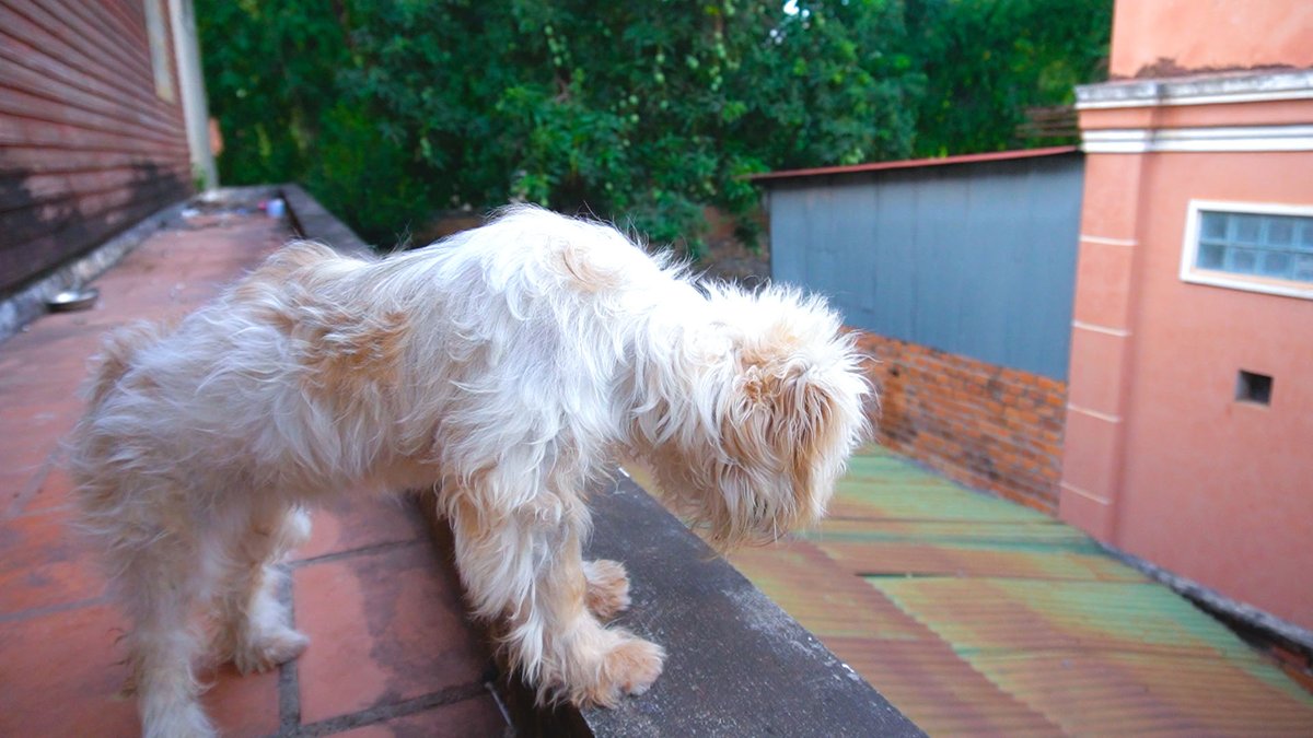 meanpanarith's tweet photo. Only Puppies Milky At home Playing https://t.co/S3wf6o8rCb via @YouTube https://t.co/dx4VvJTAbl